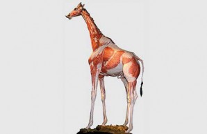 giraffe giraffe