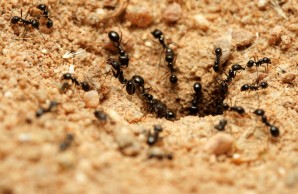 ants nature.net