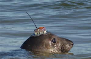 elephant seal elephant seal