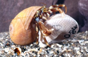 captive hermit crab captive hermit crab