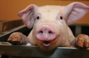 pig pig