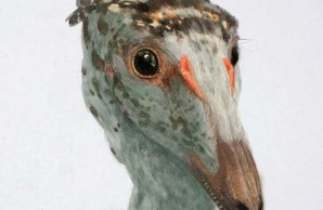 Troodon formosus