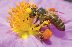 A foraging honeybee