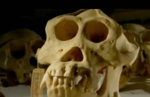 Evolution: Jaw Muscle and Brain Cavity Size