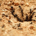 ants nature.net