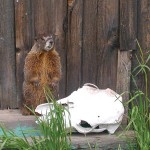Yellow-bellied marmot