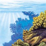 brittle starfish