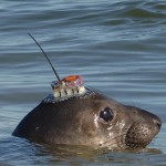 elephant seal