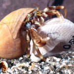 captive hermit crab