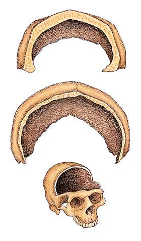Cranial cross sections of Homo erectus and modern man