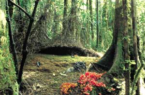 Hut Bower