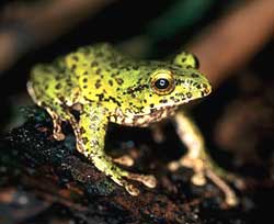 The Sichuan whipping frog