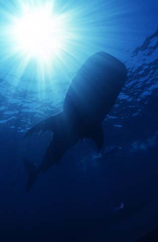 Whale shark