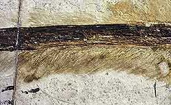 Head filaments