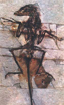 Dromaeosaur fossil