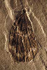 Insect wings