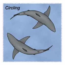 Circling