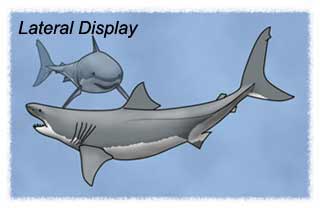Lateral Display