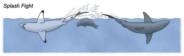 Splash Fight