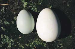 Erect-Crested Penguin Eggs