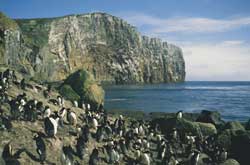A colony of erect-crested penguins