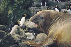 A young elephant seal throws his weight around a nesting colony