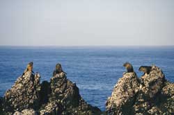 Fur Seals