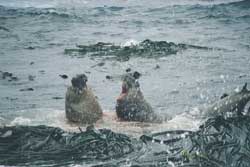 Mature Bull Elephant Seals