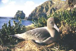 A light-mantled sooty albatross