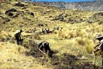Canal cleaning in Huaynacotas is an annual communal affair.