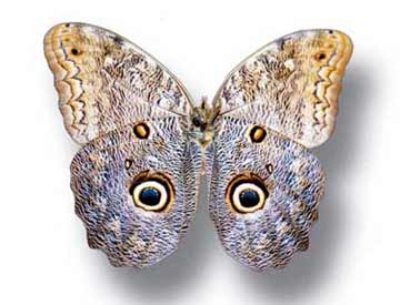 Caligo butterfly