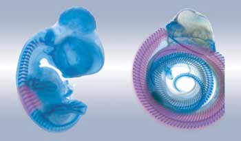 Chick and snake embryos