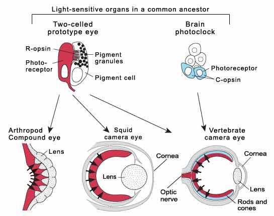 Eye types