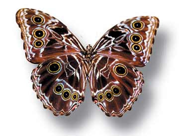 Morpho butterfly