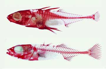 Stickleback fish