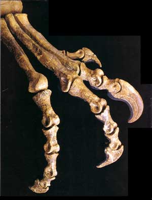 Not your ordinary toe: the second digit on each foot of Deinonychus was a pointed, sickle-shaped tool designed to pierce and rip flesh.
