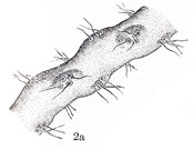 Figure 2a