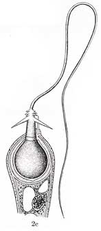 Figure 2c