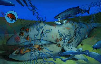 Scavengers can devour the bulk of a carcass in less than six months. Feeding on the flesh and blubber of a gray whale are a Pacific sleeper shark, a grenadier fish, hundreds of orifice invading hag-fish (blue), large Paralomis crabs, and swarms of amphipods (inset).