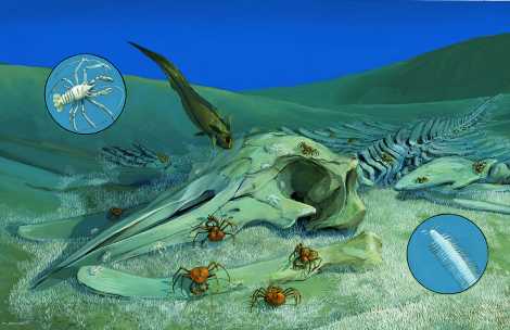 Bacteria and any bits of flesh clinging to bones or decaying in nearby sediment sustain grenadier fish; Paralomis crabs; smaller lobsterlike galatheid crabs; and a dense carpet of minute white polychaete worms. Thirty months after the whale fall reaches the seafloor, only the skeleton remains.