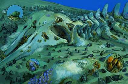Fissured bone decomposes to produce sulfides that permeate the seabed, providing chemoautotrophic creatures (which thrive on energy from inorganic compounds) wih nourishment for years. Here bones and sediment are crowded with Idas mussels (golden);Cocculina limpets (violet with white polychaete worm tubes atop the shells); gatheid crabs; hundreds of live and dead vesicomyid clams; white, hairlike bacterial mats; and the marine snail Astyris.
