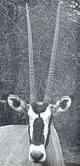 Oryx