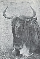 White-bearded wildebeest