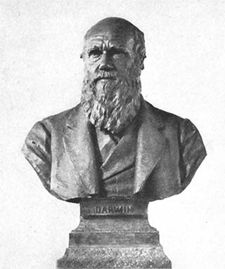 Profile view of Darwin bust