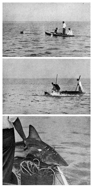 Hunting brown sharks