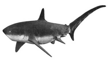 Thrasher or swingle-tail shark