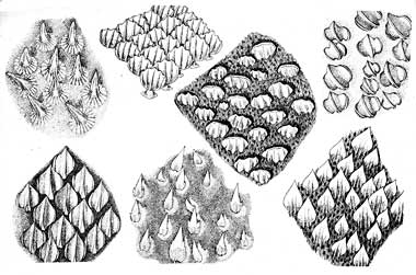 Dermal denticles