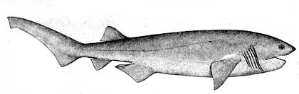 Cow shark