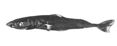 Squaliolus laticaudus
