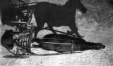 Bird’s-eye view of a trotting horse in action